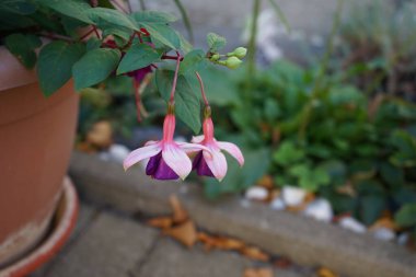 Dev fuşya 'Derin Mor' çiçekleri sonbaharda bir saksıda beyaz mor çiçeklerle açar. Fuchsia, Kıbrıs Rum Kesimi 'nin Onagraceae familyasından bir bitki cinsidir. Berlin, Almanya