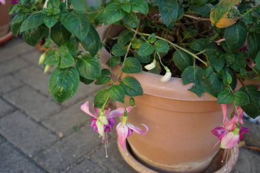 Dev fuşya 'Bella Rosella' ekim ayında bir saksıda pembe mor çiçeklerle çiçek açar. Fuchsia, Kıbrıs Rum Kesimi 'nin Onagraceae familyasından bir bitki cinsidir. Berlin, Almanya