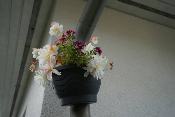 Tuberous begonia, Begonia x tuberhybrida \'Illumination White\' and Calibrachoa \'Cabaret Good Night Kiss\' bloom in autumn in a hanging pot on a water pipe. Begonia is a genus of perennial flowering plants in the family Begoniaceae. Berlin, Germany