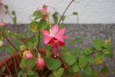 Kış dayanıklı fuşyalar, sonbaharda bahçede bir saksıda çiçek açar. Fuxia, lat. Fuchsia, Kıbrıs Rum Kesimi 'nin Onagraceae familyasından bir bitki cinsidir. Berlin, Almanya 