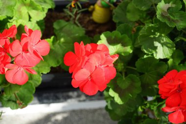 Ayakta duran sardunyalar, Pelargonium hororum, sonbaharda bir çiçek kutusunda kırmızı çiçeklerle açarlar. Pelargonium hororum, sardunya, bahçe sardunyası, Pelargonium 'un bir hiçliği. Berlin, Almanya 