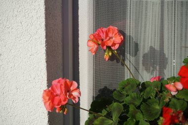 Ayakta duran sardunyalar, Pelargonium hororum, sonbaharda bir çiçek kutusunda pembe-turuncu çiçeklerle açarlar. Pelargonium hororum, sardunya, bahçe sardunyası, Pelargonium 'un bir hiçliği. Berlin, Almanya 