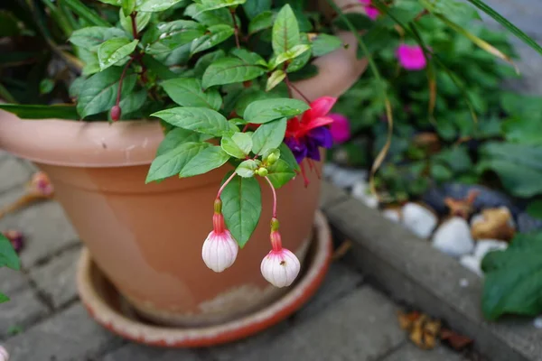 Giant fuchsias red-violet \'Voodoo\' and white-violet \'Deep Purple\' bloom in a flower pot in September. Fuchsia, is a genus of perennial plants of the Cyprus family, Onagraceae. Berlin, Germany