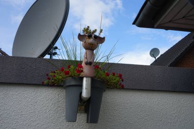 Calibrachoa çiçekleri 'Uno Double Red' ve 'Blue Petticoat' sonbaharda bir saksıda çiçek açarlar. Calibrachoa, Solanaceae familyasından bir bitki cinsidir. Berlin, Almanya 