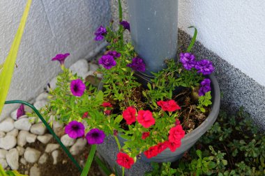 Calibrachoa çiçekleri Trixi 'Blue Petticoat', 'Shades of Blue' ve 'Uno Double Red' sonbaharda bir saksıda çiçek açar. Calibrachoa, Solanaceae familyasından bir bitki cinsidir. Berlin, Almanya