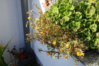 Portekiz 'in sarı çiçekleri bir çiçek kutusunda sonbaharda çiçek açar. Portulaca grandiflora, Portekizcaceae familyasından sulu bir çiçek bitkisidir. Berlin, Almanya 