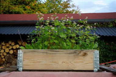 Karabuğday eylül ayında bir çiçek kutusunda çiçek açar. Karabuğday (