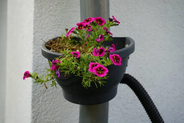 Calibrachoa \'Cabaret Good Night Kiss\' blooms in autumn in a hanging pot on a water pipe. Calibrachoa is a genus of plants in the Solanaceae, nightshade family. Berlin, Germany