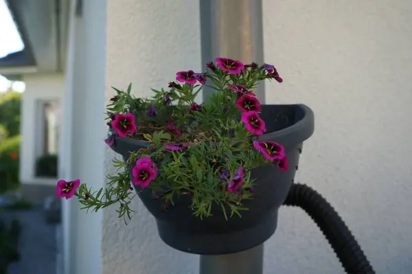 Calibrachoa \'Cabaret Good Night Kiss\' blooms in autumn in a hanging pot on a water pipe. Calibrachoa is a genus of plants in the Solanaceae, nightshade family. Berlin, Germany