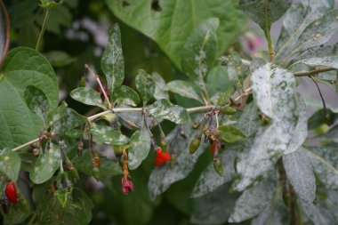 Lycium barbarı ekim ayında toz küf dökmeye eğilimlidir. Lycium barbarı, Goji üzümünün toplandığı Solanaceae familyasının iki türünden biridir. Berlin, Almanya