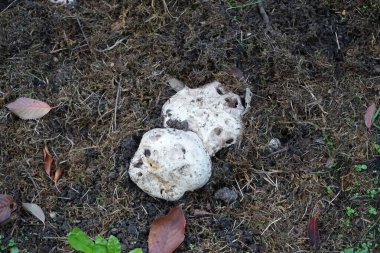 Agaricus bitorquis Eylül ayında büyür. Agaricus bitorquis (Agaricus bitorquis, Torq, şeritli agarik, şeritli agaricus, kentsel agaricus, veya asfalt mantarı), Agaricus cinsinin yenilebilir beyaz mantarıdır. Berlin, Almanya