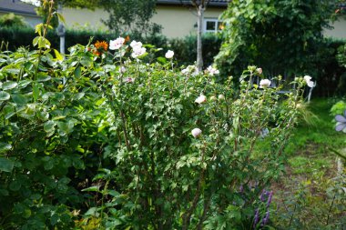 Hibiscus Syriacus 'un Çin şifonu Eylül ayında ortasında kırmızı damarlı yarı beyaz çiçeklerle çiçek açar. Hibiscus syriacus, Malvaceae familyasından bir bitki türü. Berlin, Almanya 