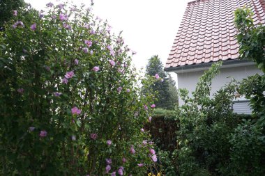 Hibiscus syriacus 'Woodbridge' sonbaharda kırmızı merkezli büyük pembe-mor çiçeklerle çiçek açar. Hibiscus syriacus, Malvaceae familyasından bir bitki türü. Berlin, Almanya 