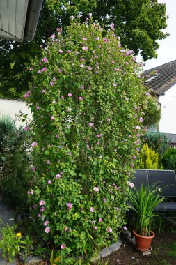 Hibiscus syriacus 'Woodbridge' sonbaharda kırmızı merkezli büyük pembe-mor çiçeklerle çiçek açar. Hibiscus syriacus, Malvaceae familyasından bir bitki türü. Berlin, Almanya 