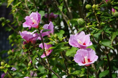 Hibiscus syriacus 'Woodbridge' sonbaharda kırmızı merkezli büyük pembe-mor çiçeklerle çiçek açar. Hibiscus syriacus, Malvaceae familyasından bir bitki türü. Berlin, Almanya 