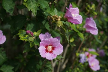 Hibiscus syriacus 'Woodbridge' sonbaharda kırmızı merkezli büyük pembe-mor çiçeklerle çiçek açar. Hibiscus syriacus, Malvaceae familyasından bir bitki türü. Berlin, Almanya 