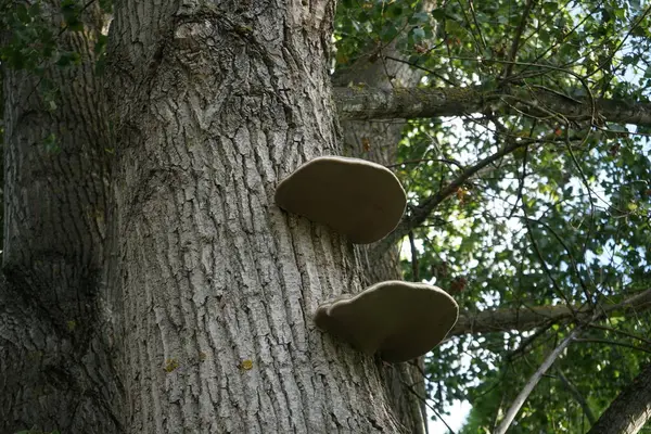 Fomes fomentarius mushrooms grow on a tree in October. Fomes fomentarius, syn. the tinder-, false tinder-, hoof fungus, tinder conk, tinder polypore or ice man fungus, is a species of fungal plant. Berlin, Germany