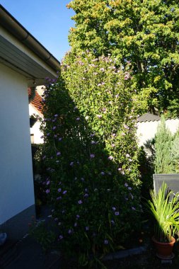 Hibiscus syriacus 'Woodbridge' sonbaharda kırmızı merkezli büyük pembe-mor çiçeklerle çiçek açar. Hibiscus syriacus, Malvaceae familyasından bir bitki türü. Berlin, Almanya 
