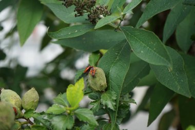 Firebug, Pyrrhocoris apterus, Eylül 'de Hibiscus Syriacus' ün tomurcukları üzerinde olacak. Kundakçı Pyrrhocoris apterus, Pyrrhocoridae familyasından yaygın bir böcektir. Berlin, Almanya 