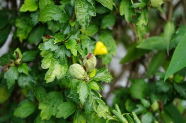 Firebug, Pyrrhocoris apterus, Eylül 'de Hibiscus Syriacus' ün tomurcukları üzerinde olacak. Kundakçı Pyrrhocoris apterus, Pyrrhocoridae familyasından yaygın bir böcektir. Berlin, Almanya 