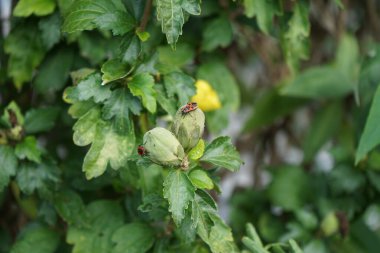 Firebug, Pyrrhocoris apterus, Eylül 'de Hibiscus Syriacus' ün tomurcukları üzerinde olacak. Kundakçı Pyrrhocoris apterus, Pyrrhocoridae familyasından yaygın bir böcektir. Berlin, Almanya  