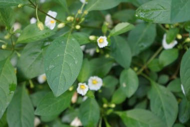 Lycianthes rantonnetii beyaz sonbaharda çiçek açar. 
