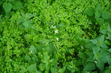 Lamium albümü ekim ayında beyaz çiçeklerle çiçek açar. Lamium albümü, lamiaceae familyasından bir çicek bitkisidir. Berlin, Almanya 