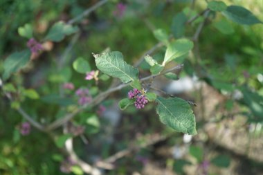 Eylül ayında bahçede meyveli Callicarpa bodinieri 'Profusion' yetişir. Callicarpa bodinieri ya da Bodinier 's Beautyberry, Lamiaceae familyasından bir bitki türü. Berlin, Almanya