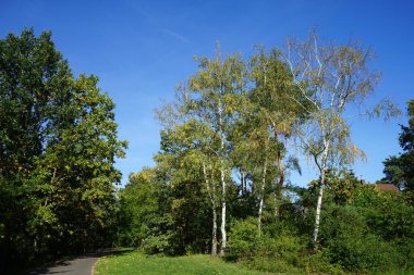 Ekim ayında huş ağaçlarıyla güzel bir manzara. Betula pendula ya da gümüşî huş ağacı (İngilizce: 