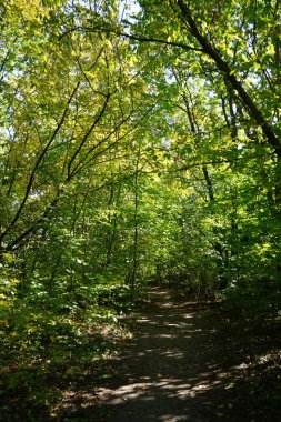 Ekim 'de sonbahar ormanında. Berlin, Almanya
