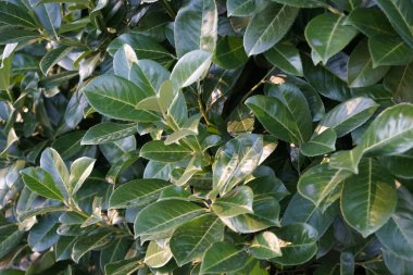 Prunus Laurocerasus sonbaharda bahçede yetişir. Prunus laurocerasus ya da Prunus laurocerasus, defne ve bazen de İngiliz defne kuşu, kiraz çiçeğinin yemyeşil bir türüdür. Berlin, Almanya