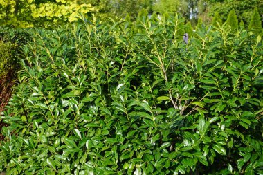 Prunus Laurocerasus sonbaharda bahçede yetişir. Prunus laurocerasus ya da Prunus laurocerasus, defne ve bazen de İngiliz defne kuşu, kiraz çiçeğinin yemyeşil bir türüdür. Berlin, Almanya
