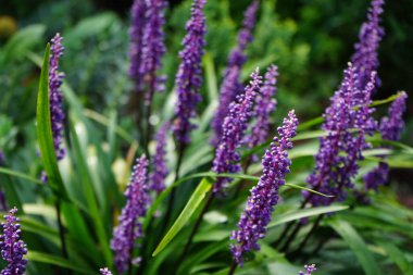 Liriope Muscari 'Para Getiren', Syn. Büyük mavi zambak, zambak, sınır otları, maymun otları, ağustostan ekime kadar panikte mavi-mor çiçekler üreten her daim yemyeşil bir bitkidir. Berlin, Almanya