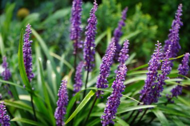 Liriope Muscari 'Para Getiren', Syn. Büyük mavi zambak, zambak, sınır otları, maymun otları, ağustostan ekime kadar panikte mavi-mor çiçekler üreten her daim yemyeşil bir bitkidir. Berlin, Almanya