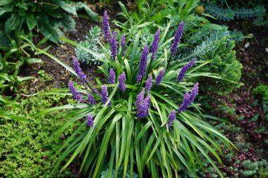 Liriope Muscari 'Para Getiren', Syn. Büyük mavi zambak, zambak, sınır otları, maymun otları, ağustostan ekime kadar panikte mavi-mor çiçekler üreten her daim yemyeşil bir bitkidir. Berlin, Almanya