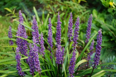 Liriope Muscari 'Para Getiren', Syn. Büyük mavi zambak, zambak, sınır otları, maymun otları, ağustostan ekime kadar panikte mavi-mor çiçekler üreten her daim yemyeşil bir bitkidir. Berlin, Almanya