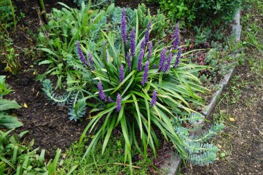 Liriope Muscari 'Para Getiren', Syn. Büyük mavi zambak, zambak, sınır otları, maymun otları, ağustostan ekime kadar panikte mavi-mor çiçekler üreten her daim yemyeşil bir bitkidir. Berlin, Almanya