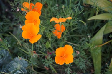 Escholzia calizina sonbaharda çiçek açar. Eschscholzia calizinnica, Kaliforniya gelinciği, altın gelincik, Kaliforniya güneş ışığı veya bir kase altın, çiçekli bir bitki türüdür. Berlin, Almanya