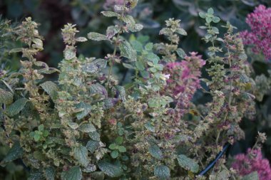 Melissa officinalis Eylül ayında ön planda beyaz çiçekler ve tohumlarla büyür. Melissa officinalis, naneli bitki familyasının daimi bitkisidir. Berlin, Almanya