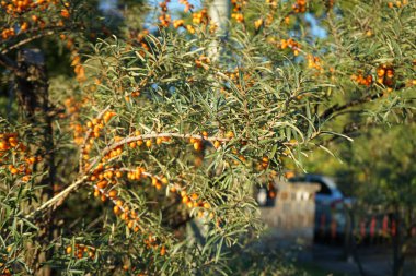 Hippophae rhamnoides Eylül 'de büyür. Hippophae rhamnoides, Elaeagnaceae familyasından bir bitki türü. Berlin, Almanya