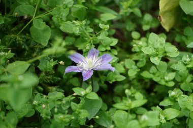 Clematis x cult. 'Justa' blooms with purple flowers in September. Clematis is a genus of species, within the buttercup family, Ranunculaceae. Berlin, Germany clipart