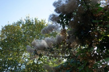 Cotinus coggygria, syn. Rhus cotinus (
