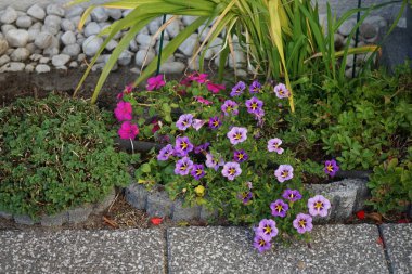 Impatiens Walleriana 'nın pembe kırmızı çiçekleri ve Calibrachoa' Kabare 'nin mor-sarı çiçekleri sonbaharda bahçede açar. Calibrachoa, Solanaceae familyasından bir bitki cinsidir. Berlin, Almanya
