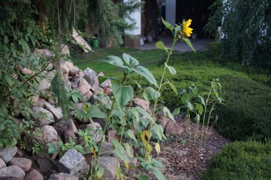 Helianthus Annuus, ayçiçeği, sonbaharda çiçek açar. Helianthus annuus, Helianthus cinsinin yıllık büyük bir forb türüdür. Berlin, Almanya 