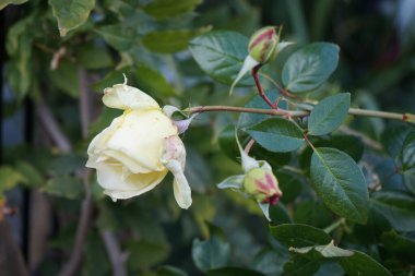 Tırmanan gül, Rosa 'Elfe' çiçekleri sonbaharda bahçede krema çiçekleriyle açar. Rose, Rosaceae familyasından, Rosa cinsine ait uzun ömürlü bir çiçek bitkisidir. Berlin, Almanya