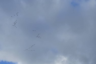 Göçmen yabani kaz sürüsü, Ekim ayında Berlin, Almanya üzerindeki bulutlu bir gökyüzüne karşı daha sıcak iklimlere uçar. Anser gri kazlar ve beyaz kazlar içeren bir su kuşu cinsidir..