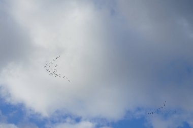 Göçmen yabani kaz sürüsü, Ekim ayında Berlin, Almanya üzerindeki bulutlu bir gökyüzüne karşı daha sıcak iklimlere uçar. Anser gri kazlar ve beyaz kazlar içeren bir su kuşu cinsidir..