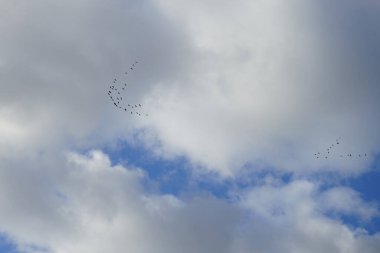 Göçmen yabani kaz sürüsü, Ekim ayında Berlin, Almanya üzerindeki bulutlu bir gökyüzüne karşı daha sıcak iklimlere uçar. Anser gri kazlar ve beyaz kazlar içeren bir su kuşu cinsidir..