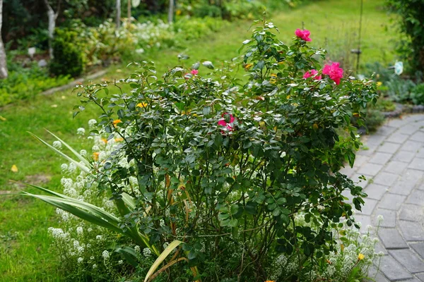 The ground cover rose, Rosa \'Palmengarten Frankfurt\' grows broad-bushy and is up to 80 cm tall in October. Its bright pink flowers are richly double. Berlin, Germany