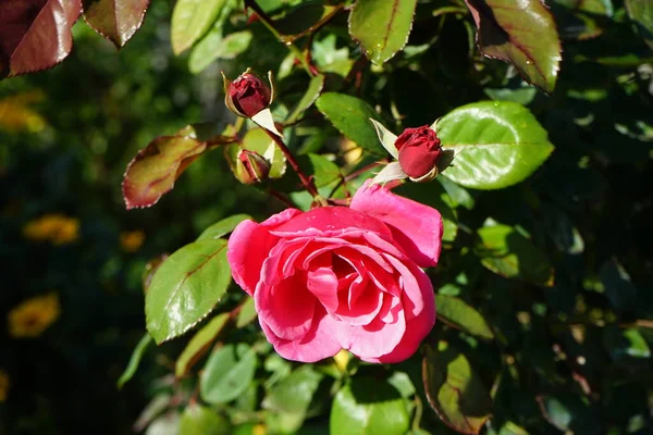 Climbing rose, Rosa \'Pink Cloud\', blooms with deep pink flowers in autumn. Rose is a woody perennial flowering plant of the genus Rosa, in the family Rosaceae. Berlin, Germany